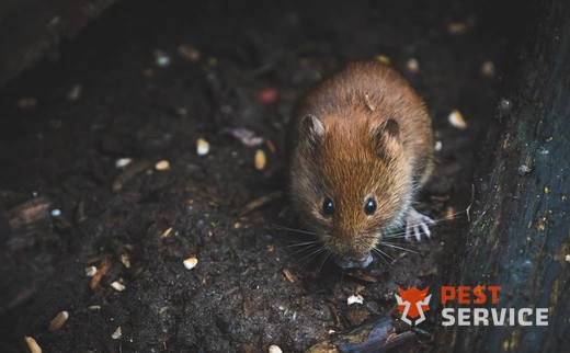 Дератизация в Урюпинске